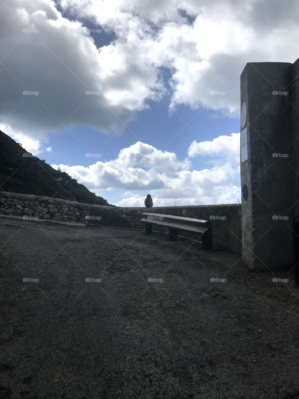 Monkey on a road ledge on mountain with blue sky and clouds 