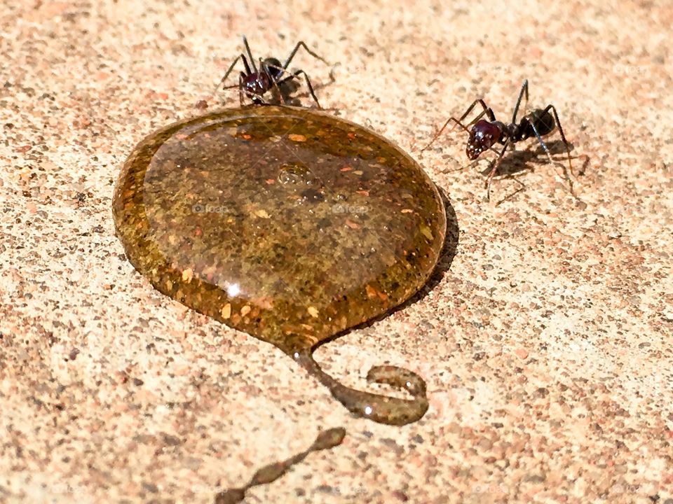 Giant ants feeding from food source trail, pattern created by ants