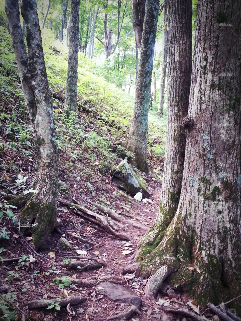 Hiking in southwestern Virginia