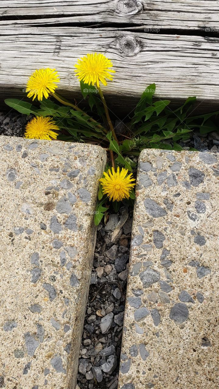 Corridor with flowers