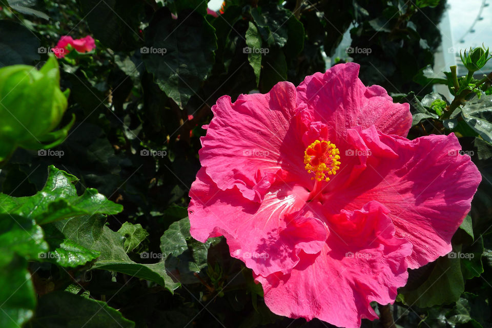 garden nature pink flower by supeera