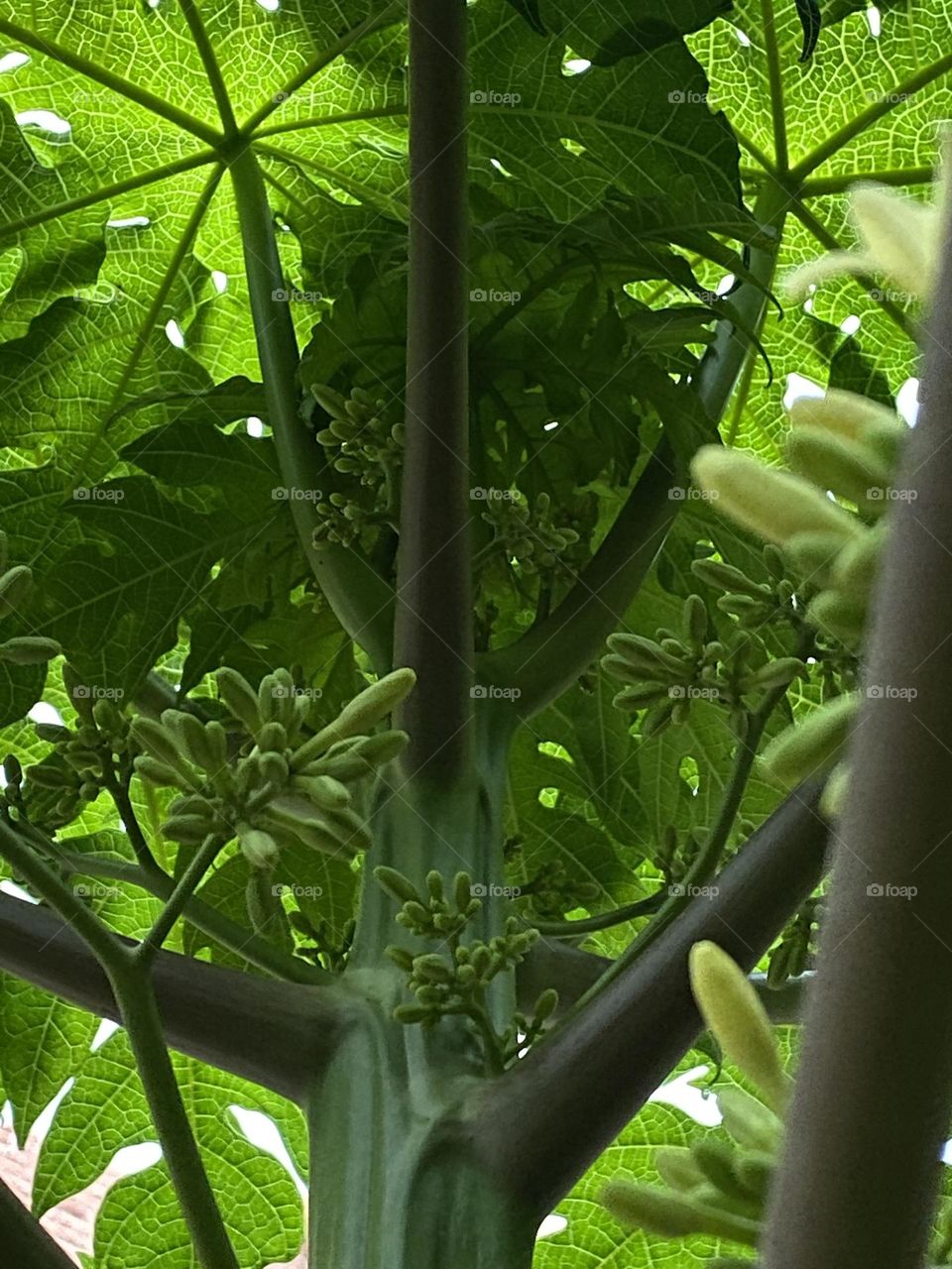 Mountain papaya tree 