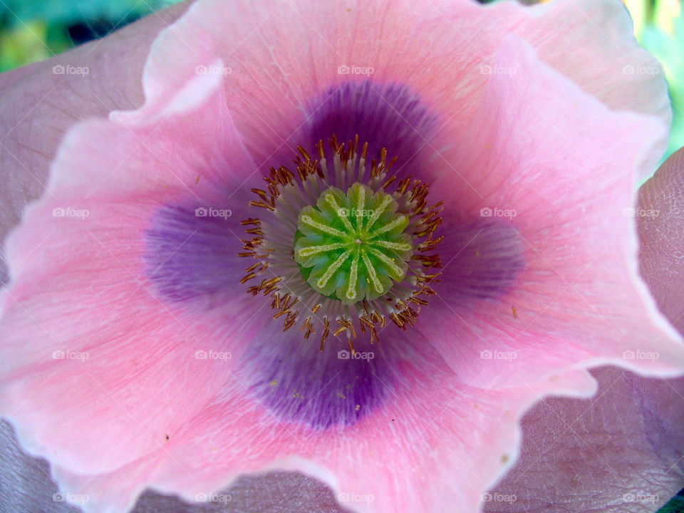 Flower Macro