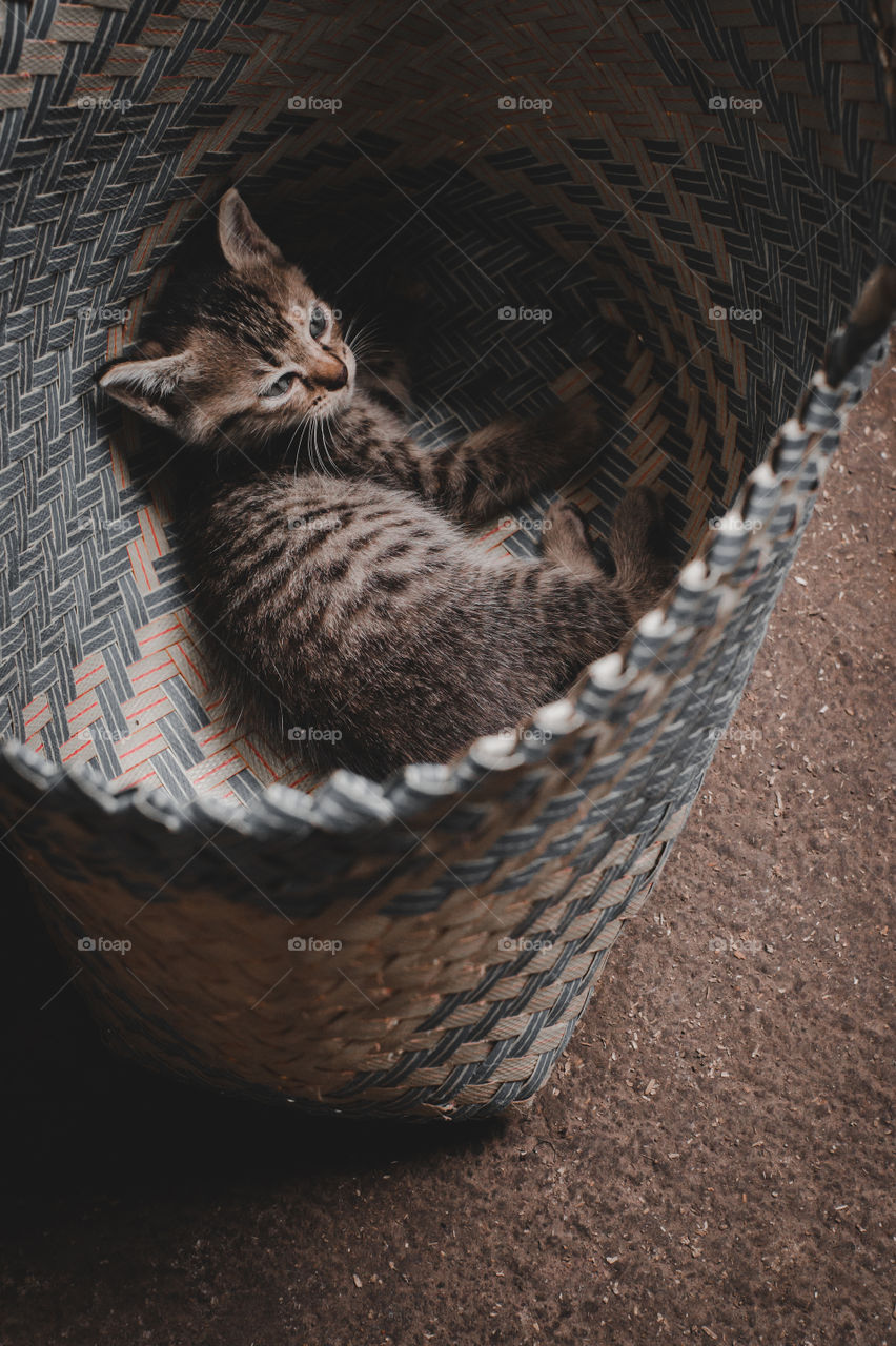 A small cat is relaxed in the basket