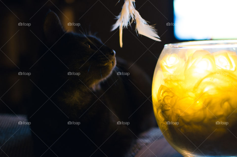 cat playing with toy