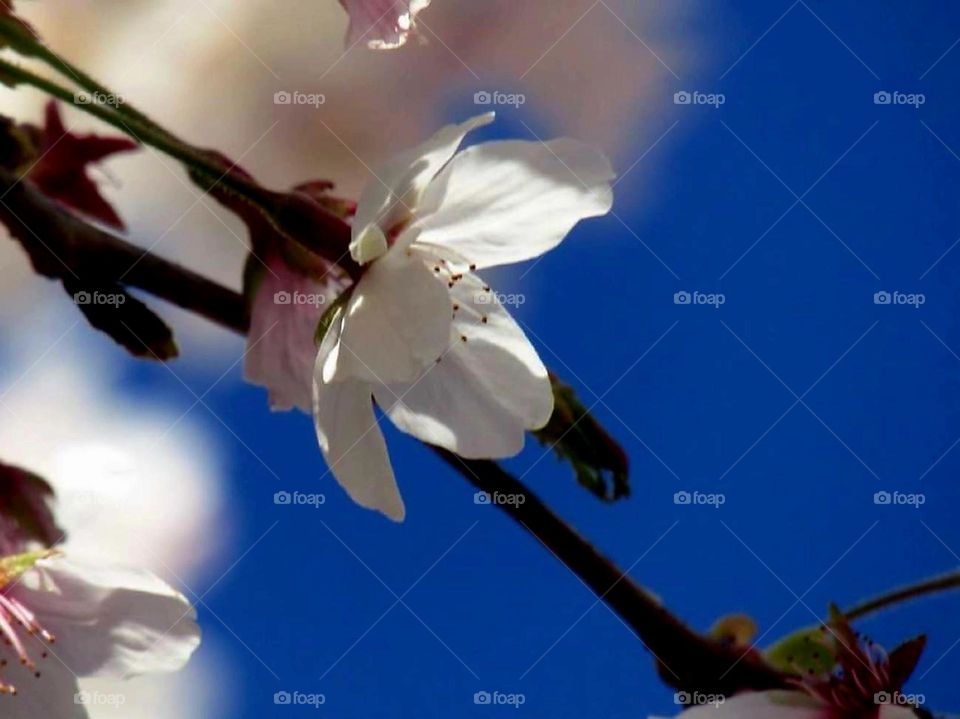 Cherry blossom branch