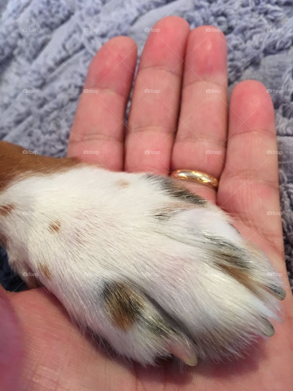Paw in hand