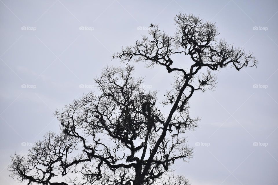 black colored tree under the sky