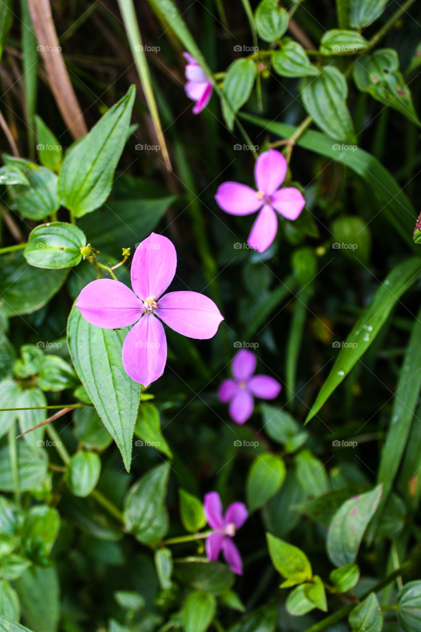 Dainty purple flowers among the other vegetation