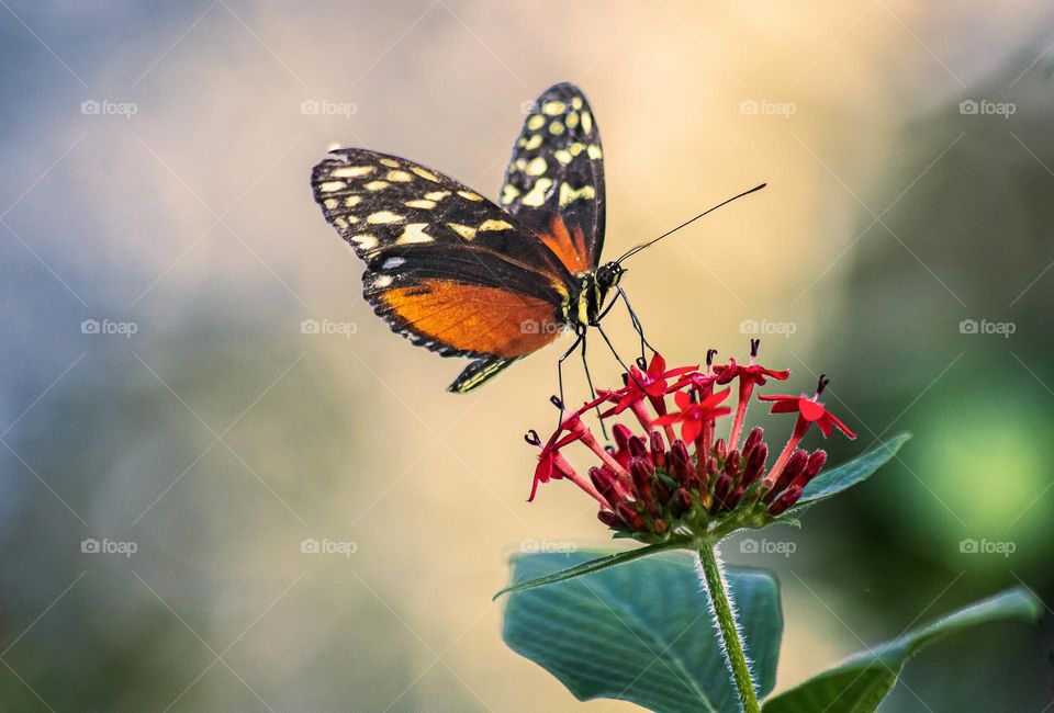 Beautiful and colourful butterfly