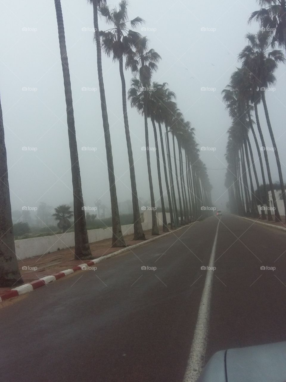 palms morocco el jadida fog