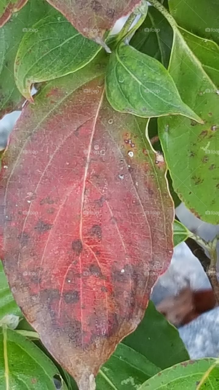 dew drops on a red leaf