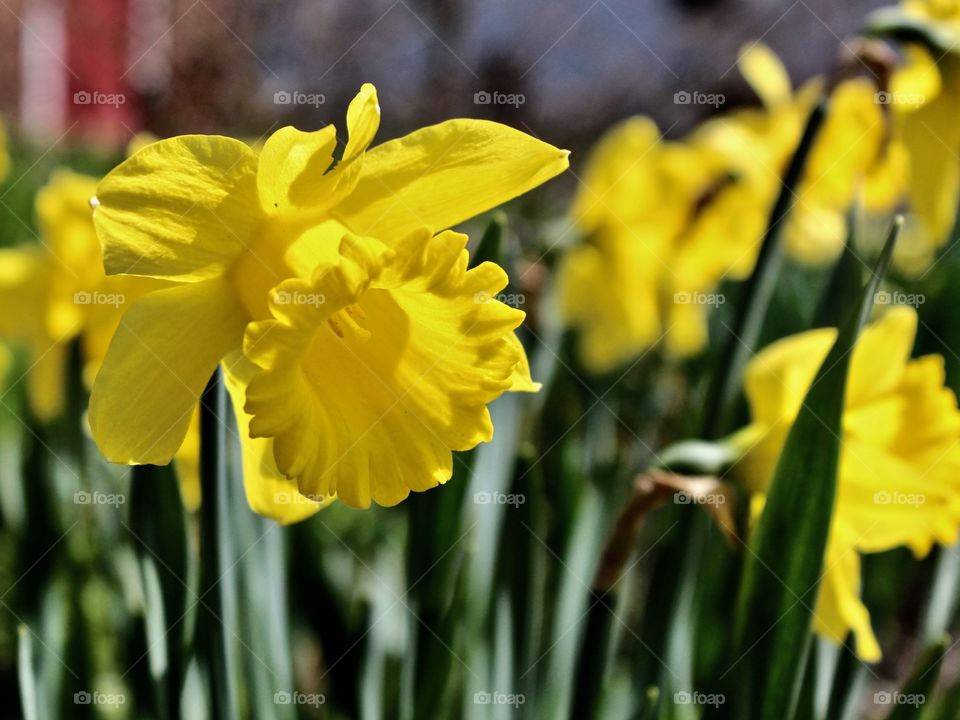 Daffodils 