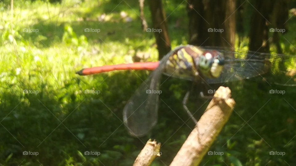 The dragonfly on the tail is red