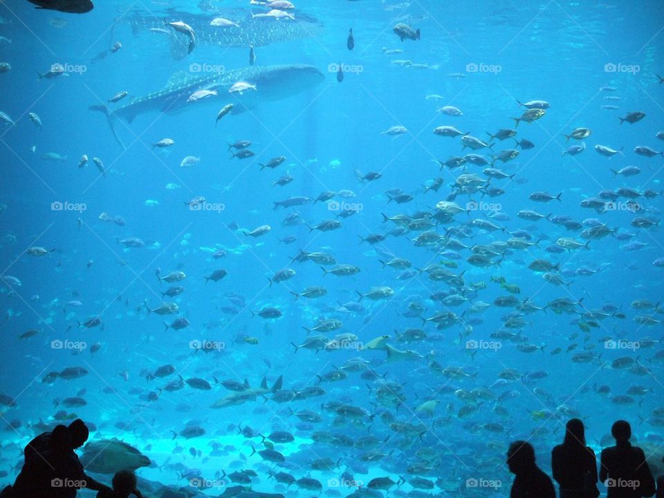 Aquarium.