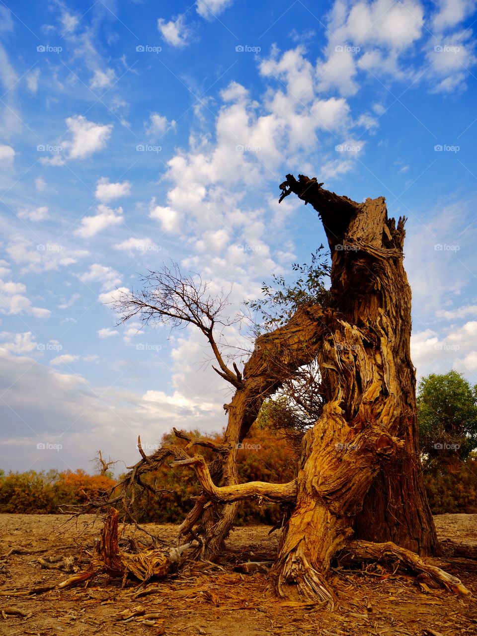 Populus diversifolia