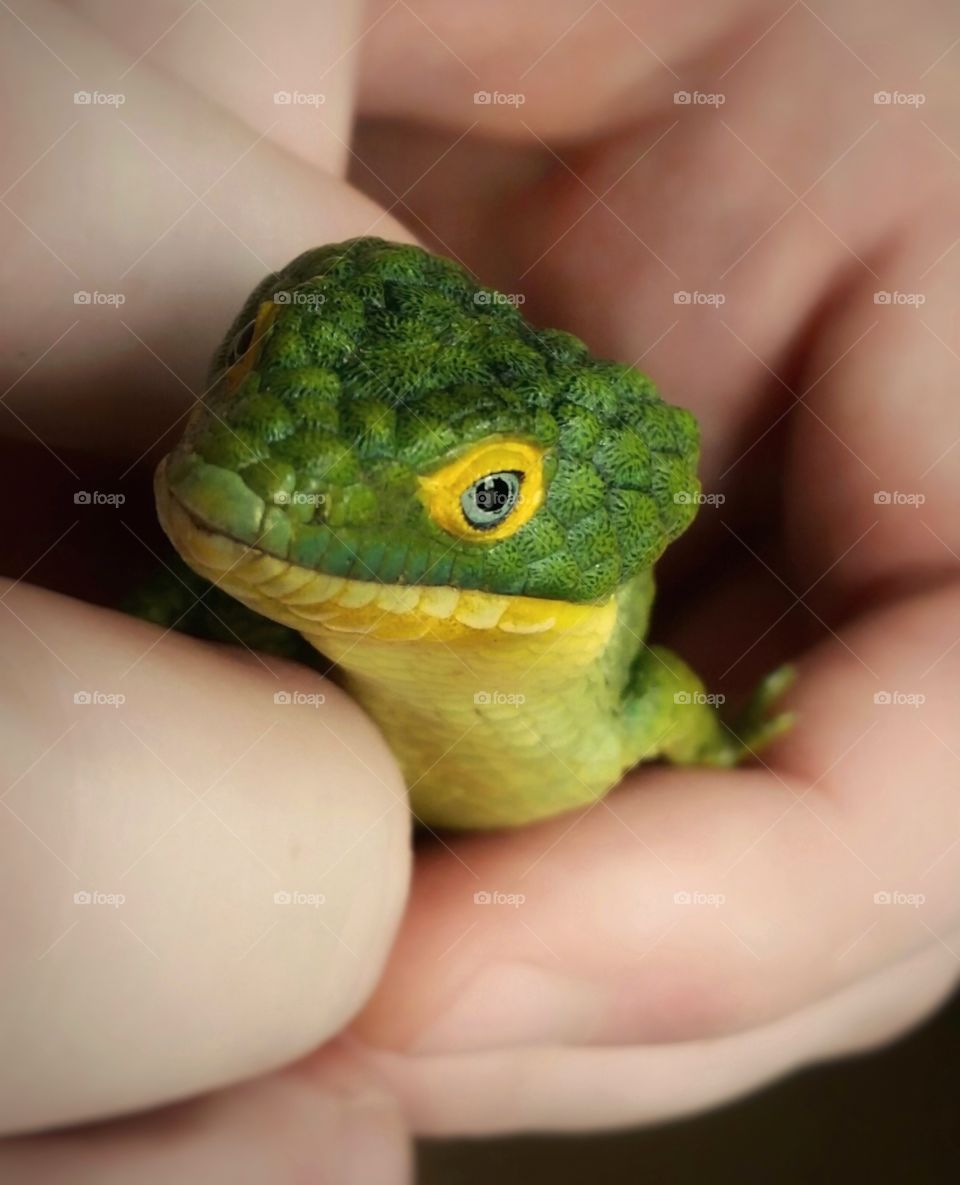 Arboreal Alligator lizard being held in a man's hands