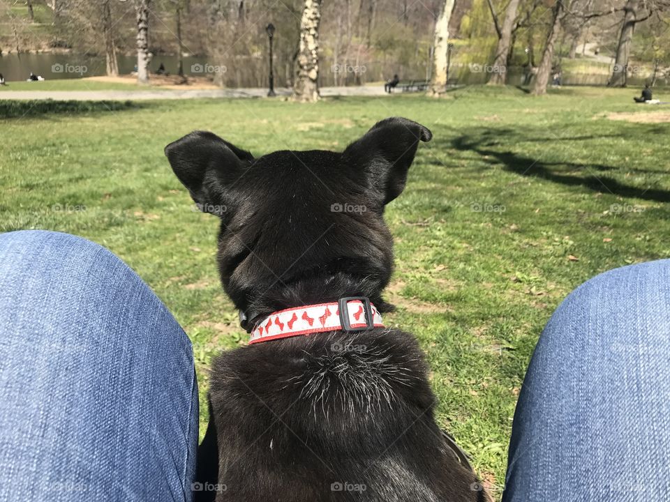 Spring Walk With Your Dog