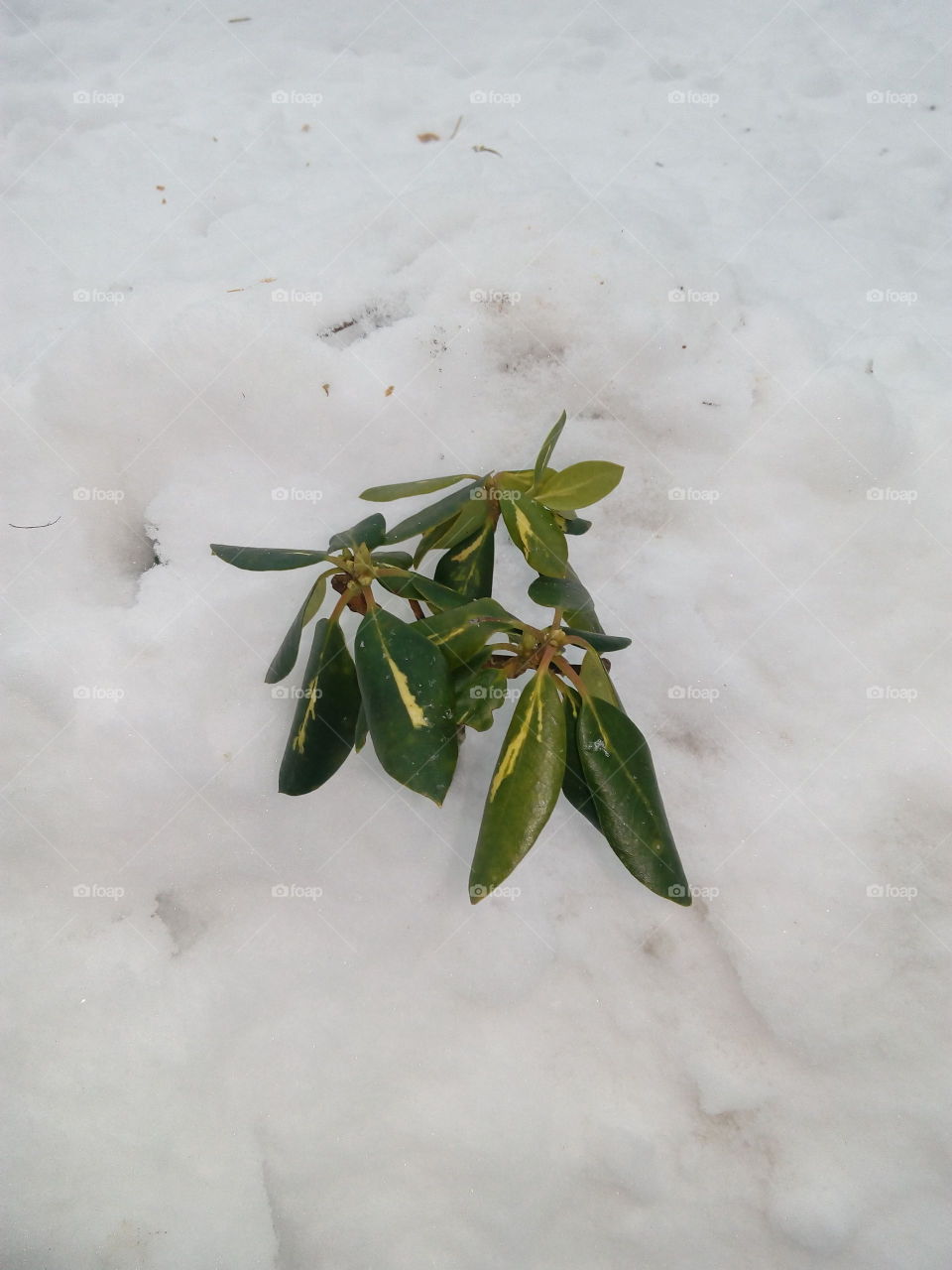 Rhododendron bush in the snow