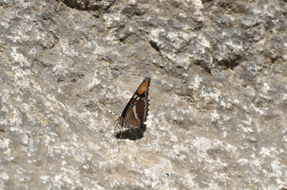 Butterfly on the rock