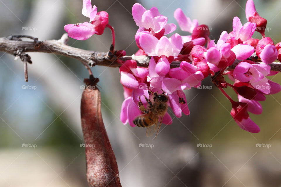 Bee on blooming tree