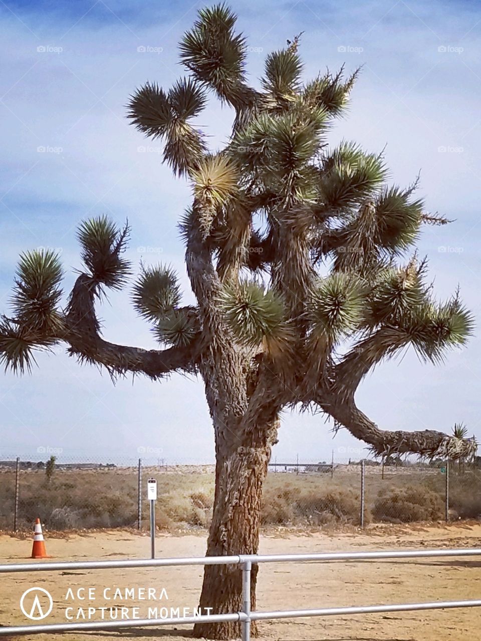 Joshua Tree