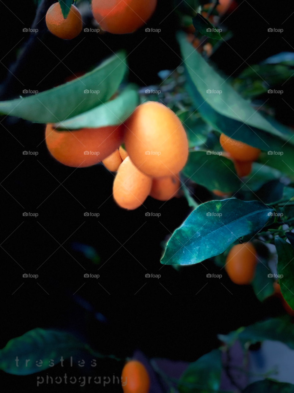 Stunning and Stunning Fruits On The Vine! Perfect Botanical Art!