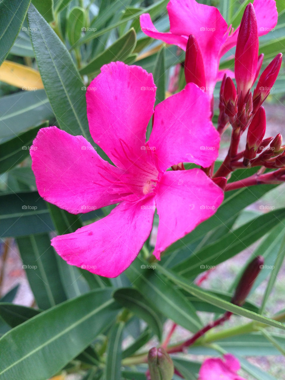 PINK FLOWER