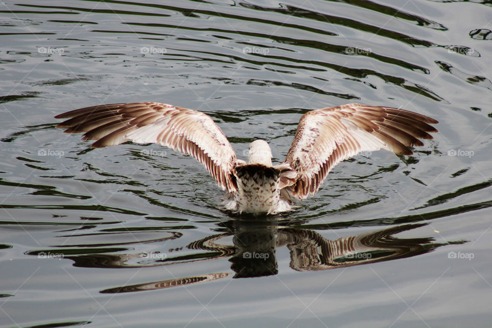 Landing on the water