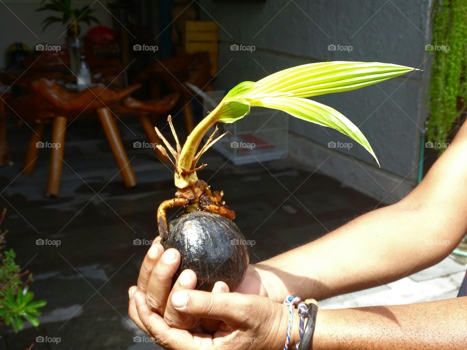 coconut tree bonsai