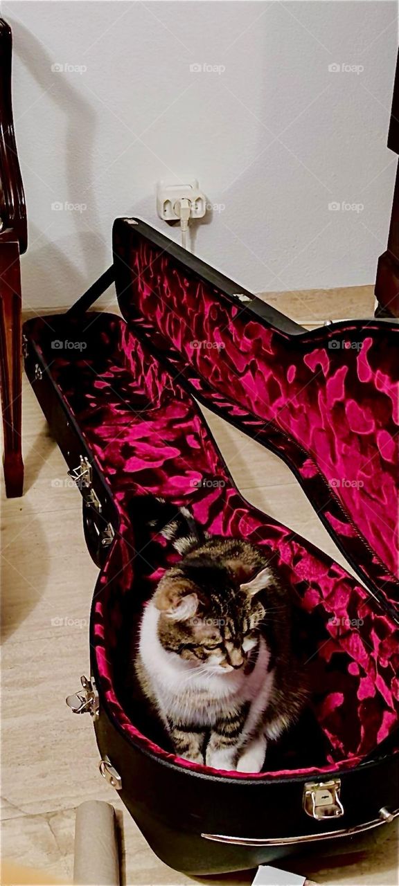 This is “Roukey”, the charming tomcat who lives in rural “Bavaria”, Germany. His curiosity is endless and he has found yet once again a new favorite object in the beautiful red velvet fabric of this guitar case. 2023. Hypnotic Productions