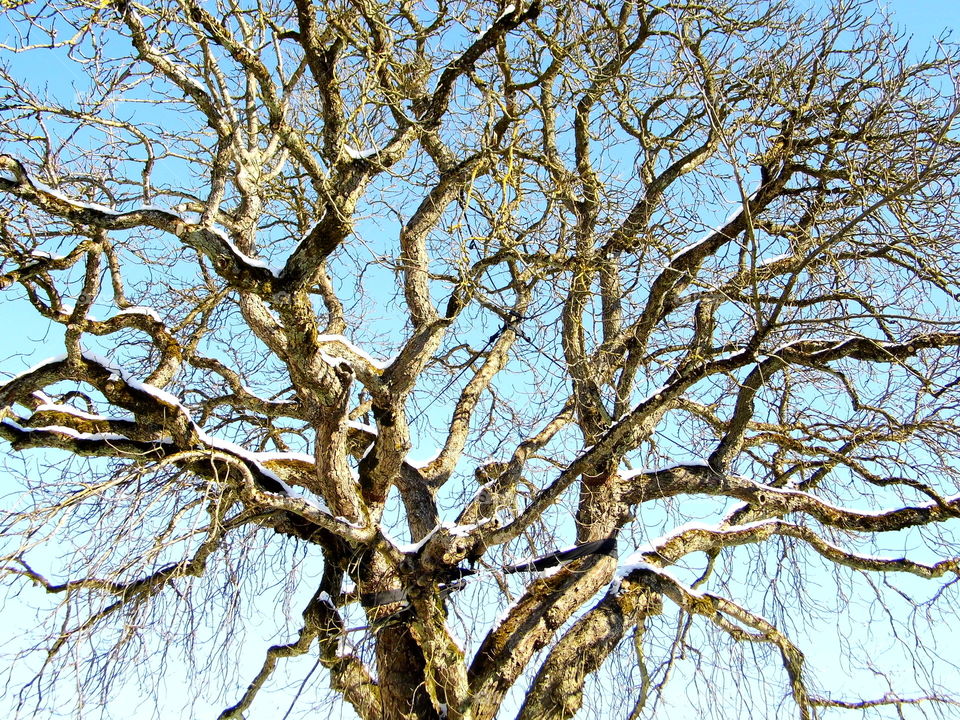 Very big tree in the garden in winter and beautiful sky