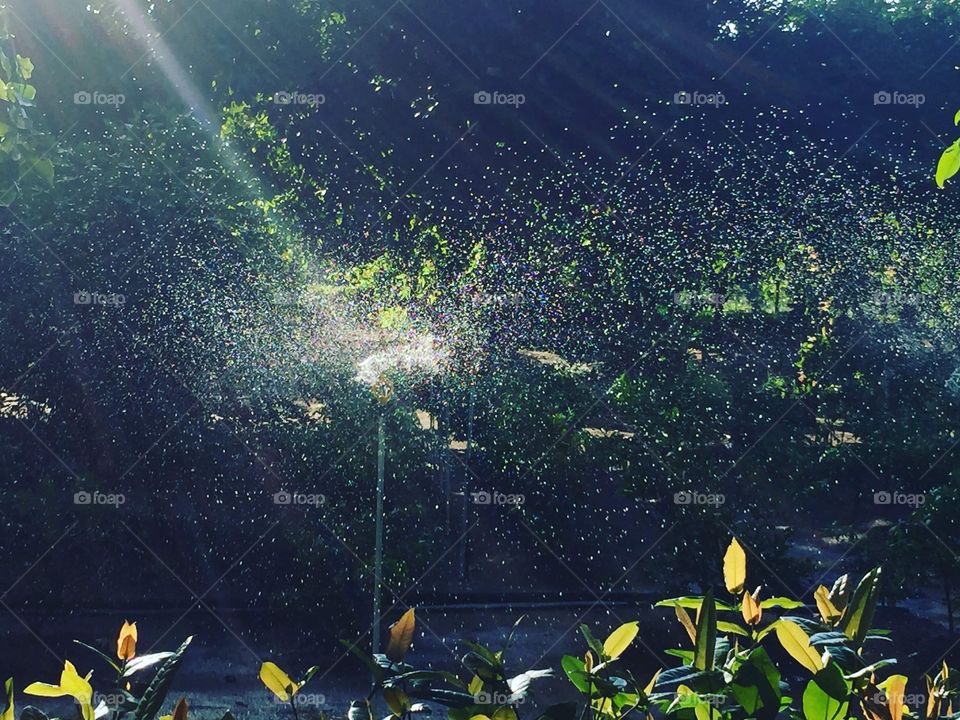 Scattered water-drops under the morning sunbeam