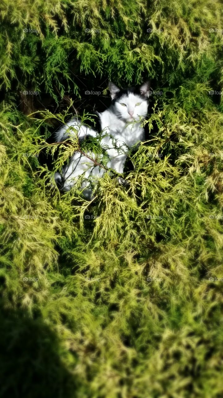 Cat in a bush