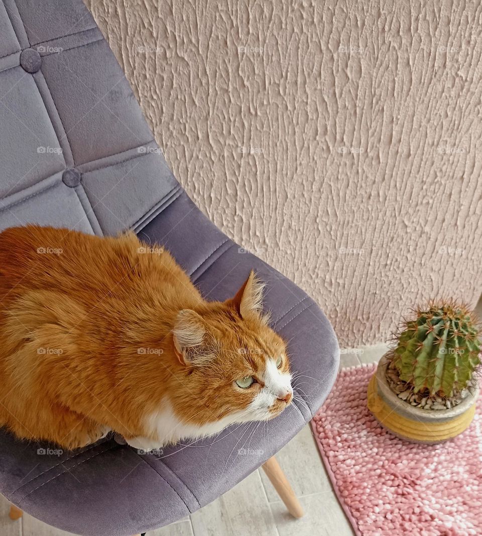 cat relaxing home on a chair