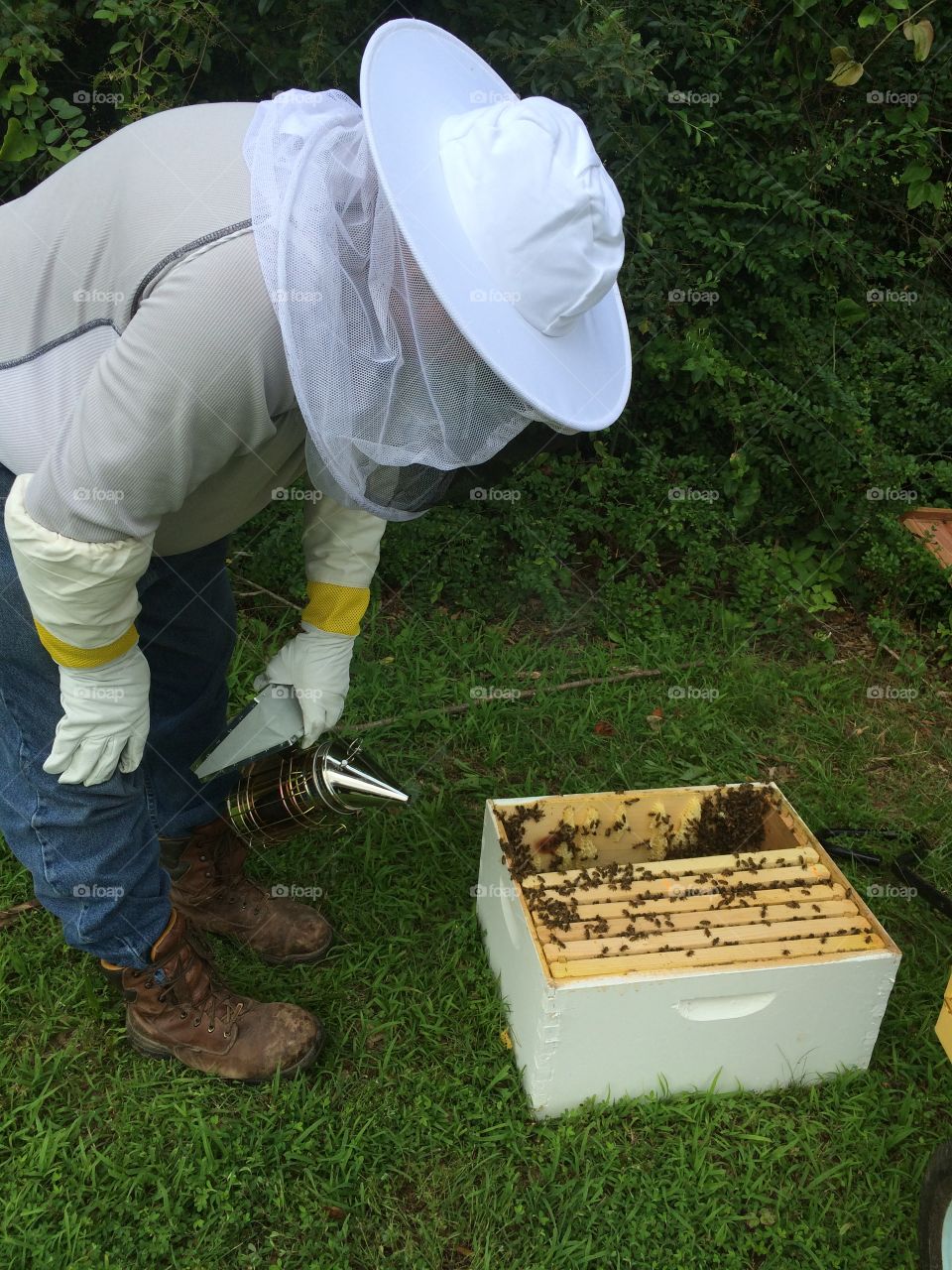 Checking on beehives
