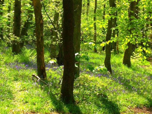 Bluebell wood