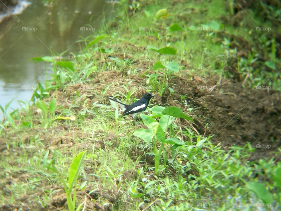 Oriental Magpie Robin 