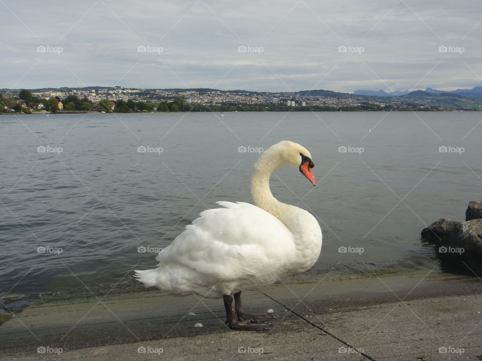 Swan