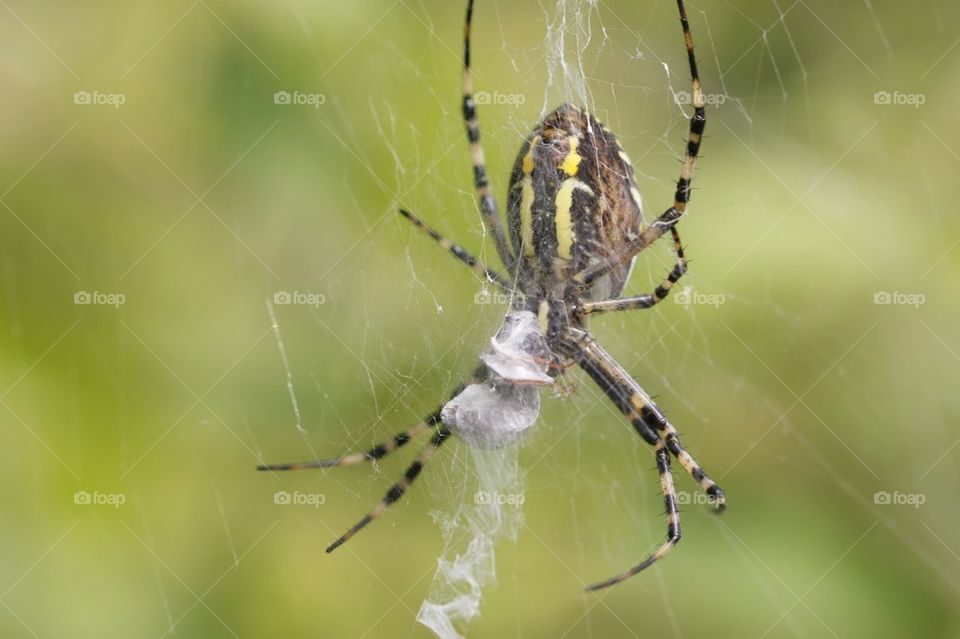 Orb weaver spider weaving a web