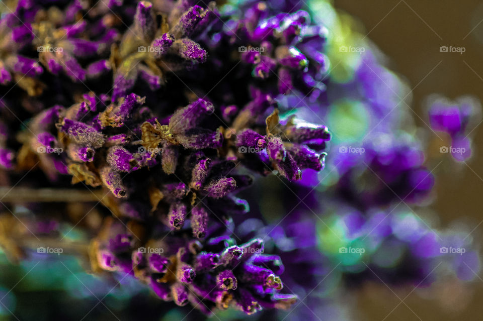 I love the purple colour of lavender almost as much as I love the perfume. This is a macro shot of a small bunch of dried lavender lying on a mirror. The side lit mini-bouquet is stunningly reflected as a blurred bright purple & green mirror image. ๐