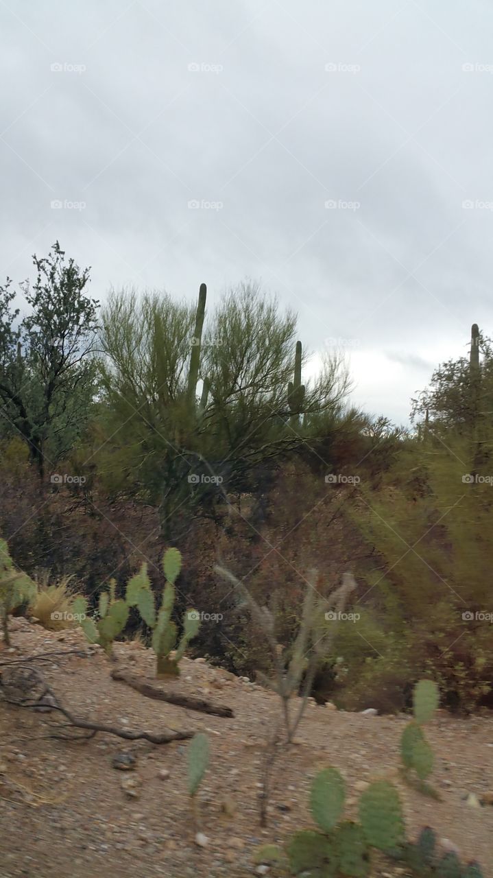 saguaro national park