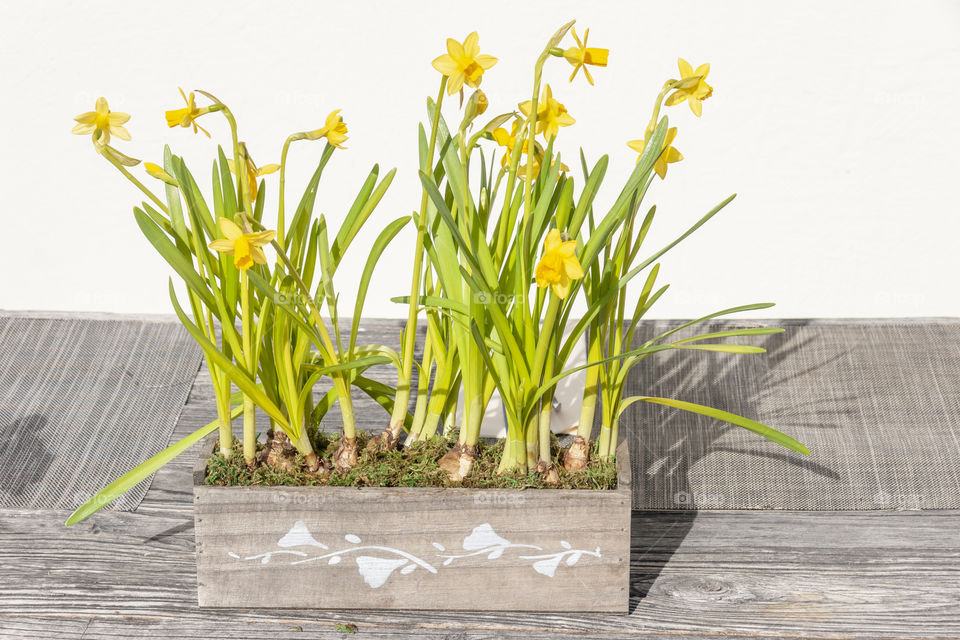 Beautiful first spring yellow daffodils