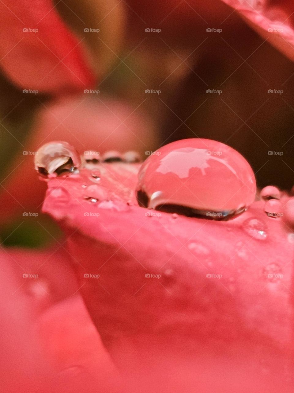 Rain drops on flowers