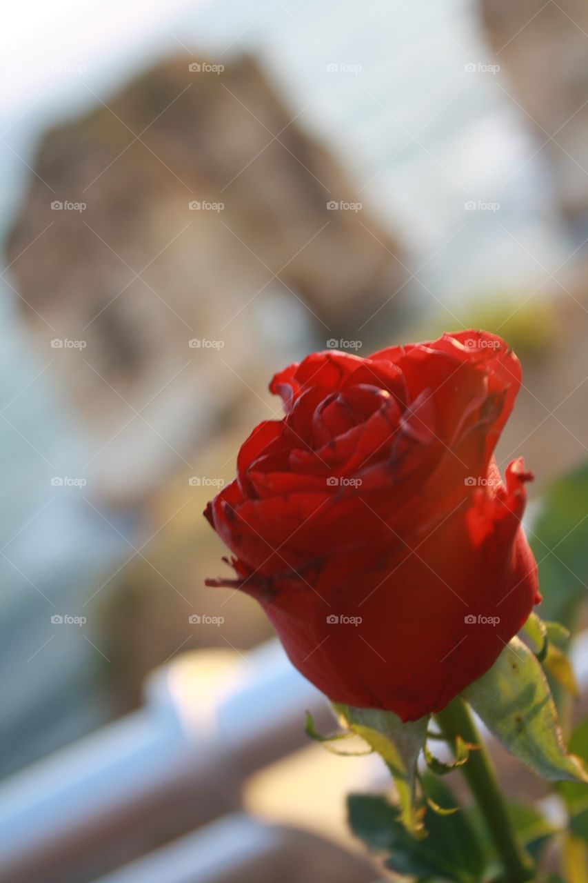 Rose of Beirut 
