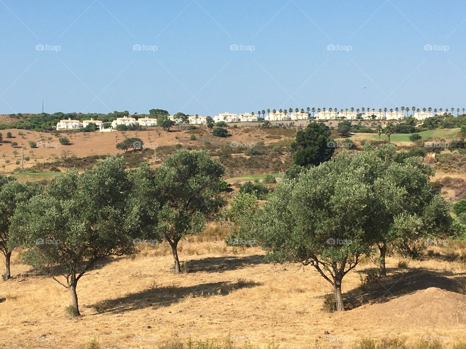 Landscape with Oliver trees