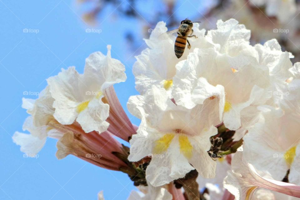 Bee on white ipe blossom