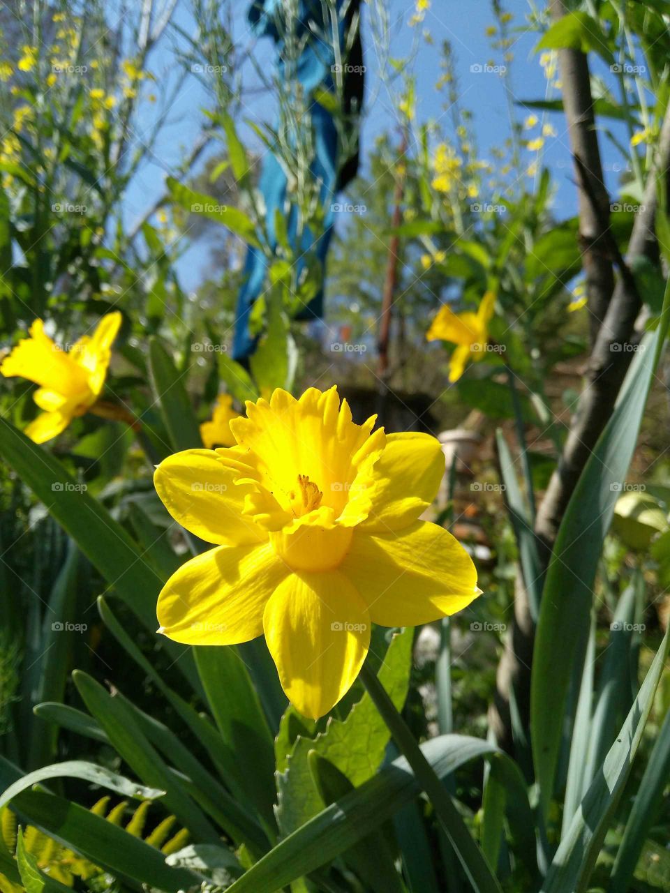 sunny daffodils