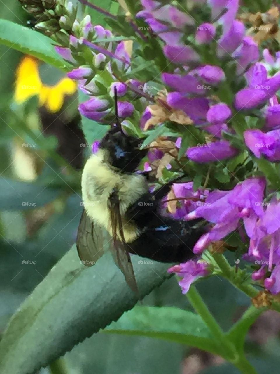 Bee on flower 