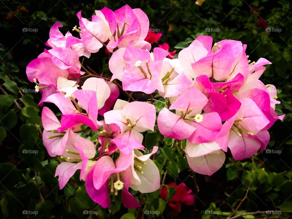 pink flora
